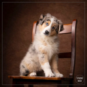 Shooting photos avec votre animal au Studio Mir