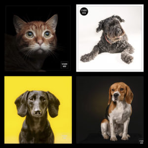 Séance photos animaux au Studio Mir